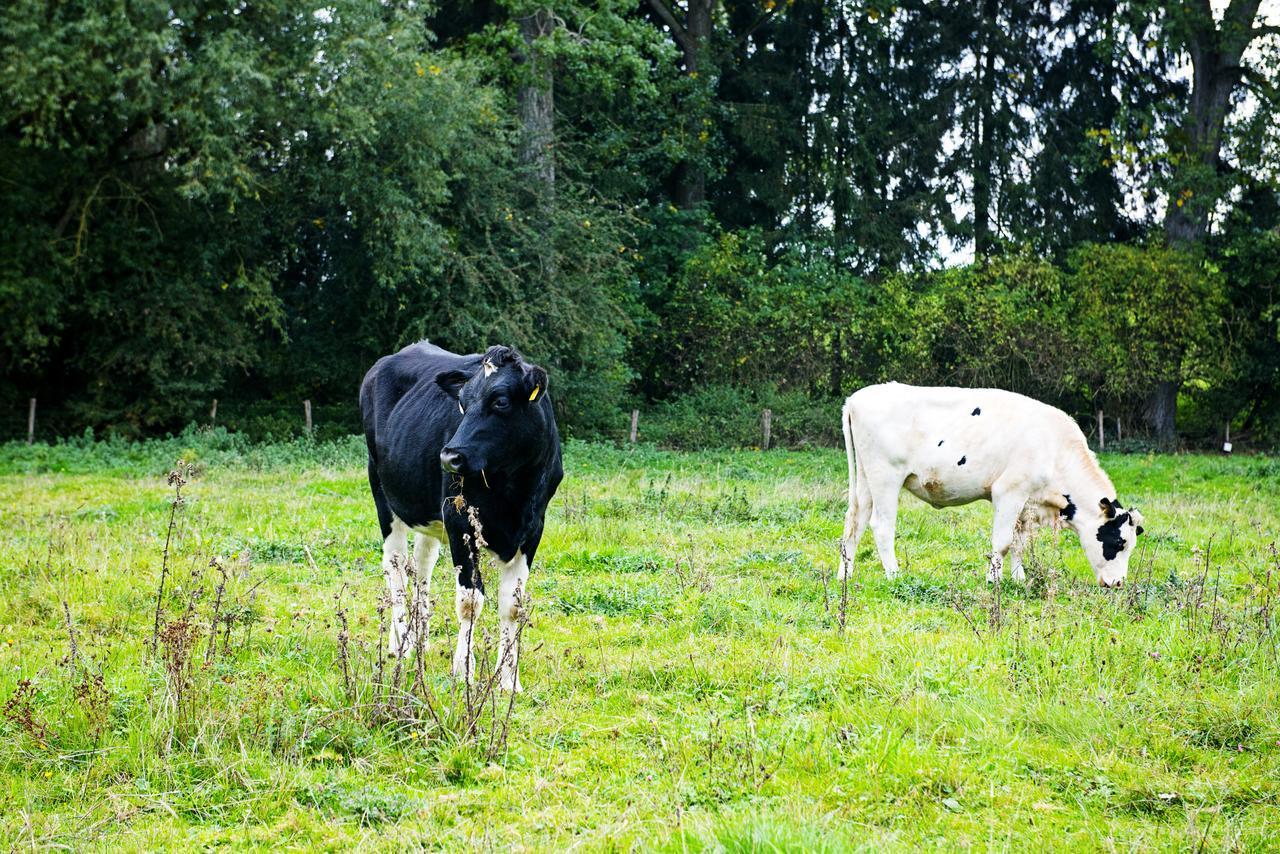 In Den Roden Leeuw Van Limburg Wittem エクステリア 写真